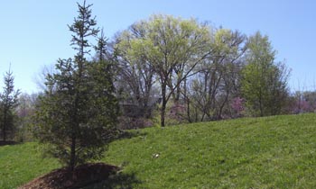 Redbud mixed in the landscape
