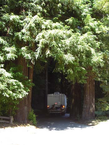 Being swallowed by Redwoods!