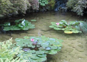 Japanese Lily Pond
