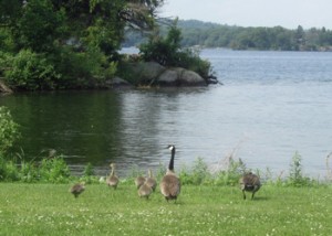 And of course every picnic area needs a family of Geese!