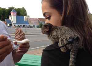 Marmosets love ice cream