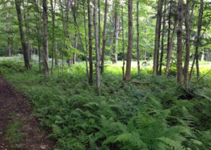 The forest floor is very lush!  It should be, we get rain about every 3 days!