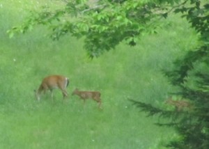 A family of deer just under the chairlift