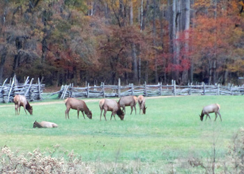 An Elk herd