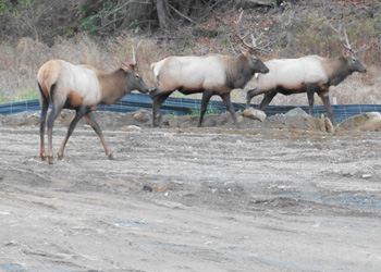 Lots of Elk in the area