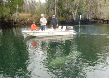 Everyone out to view the manatee