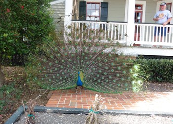 The male peacock is making his desires known!
