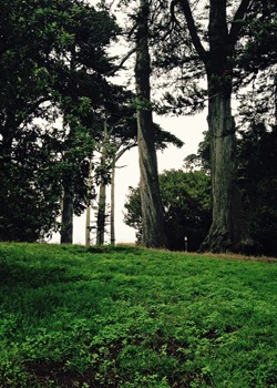 Golden Gate Park, lots of open space