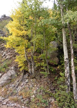 Aspens are changing
