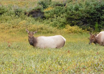 RMNP Elk Herd 4