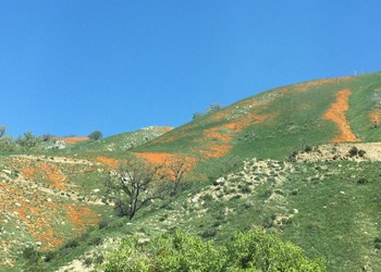 Grapevine covered in Poppies